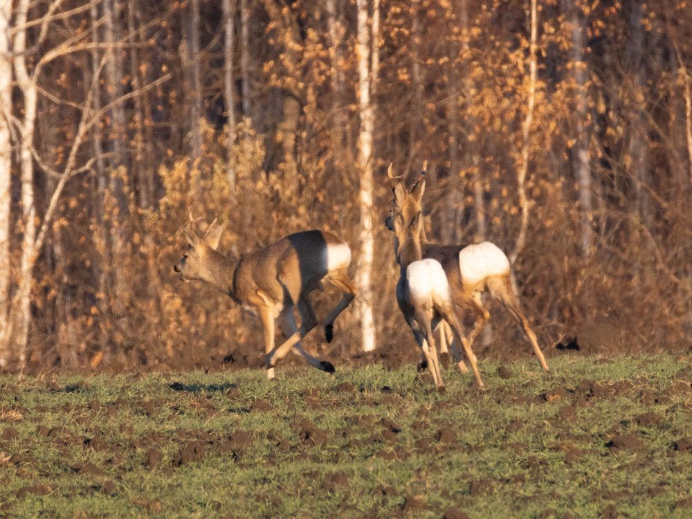 Photograph by Максим Фролов
