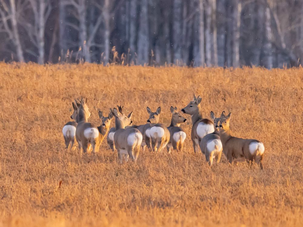 Photograph by Максим Фролов