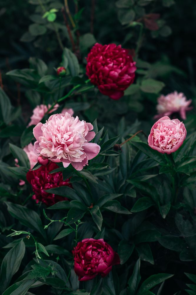 Photograph by Остапенко Алина