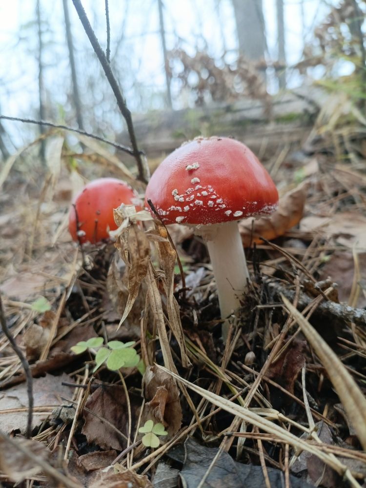 Photograph by Юлия Лохматова