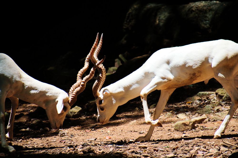 Albino Blackbucks duel