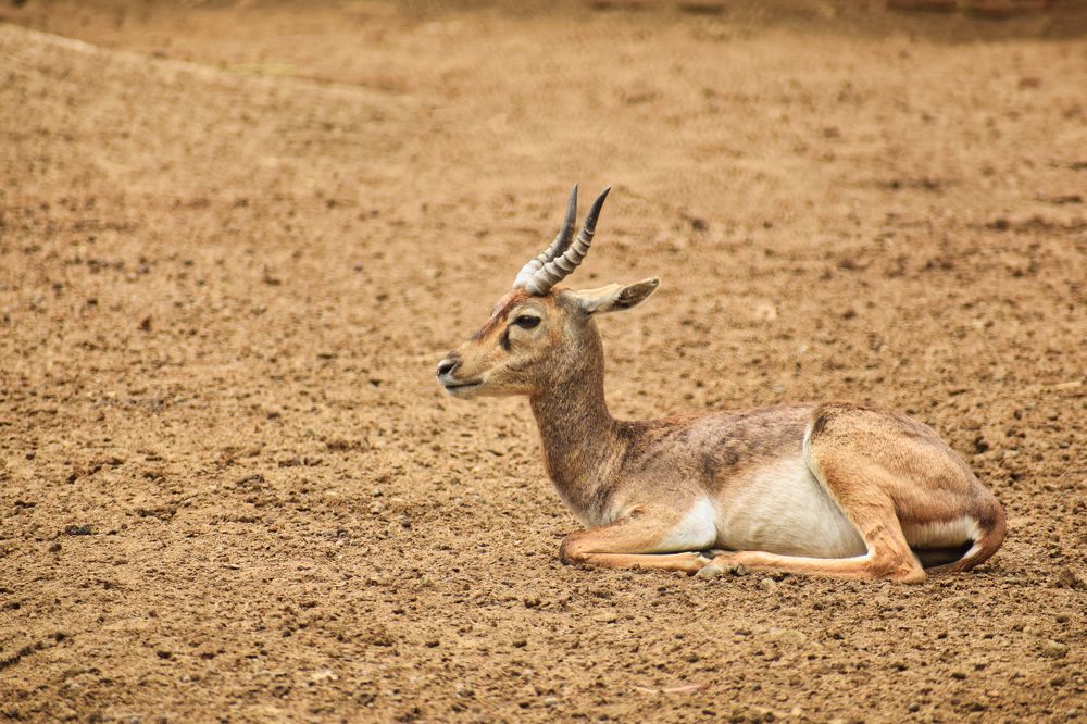 Peaceful Blackbuck
