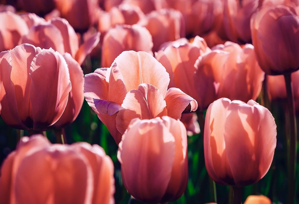 Фотография автора Helena Ivanova