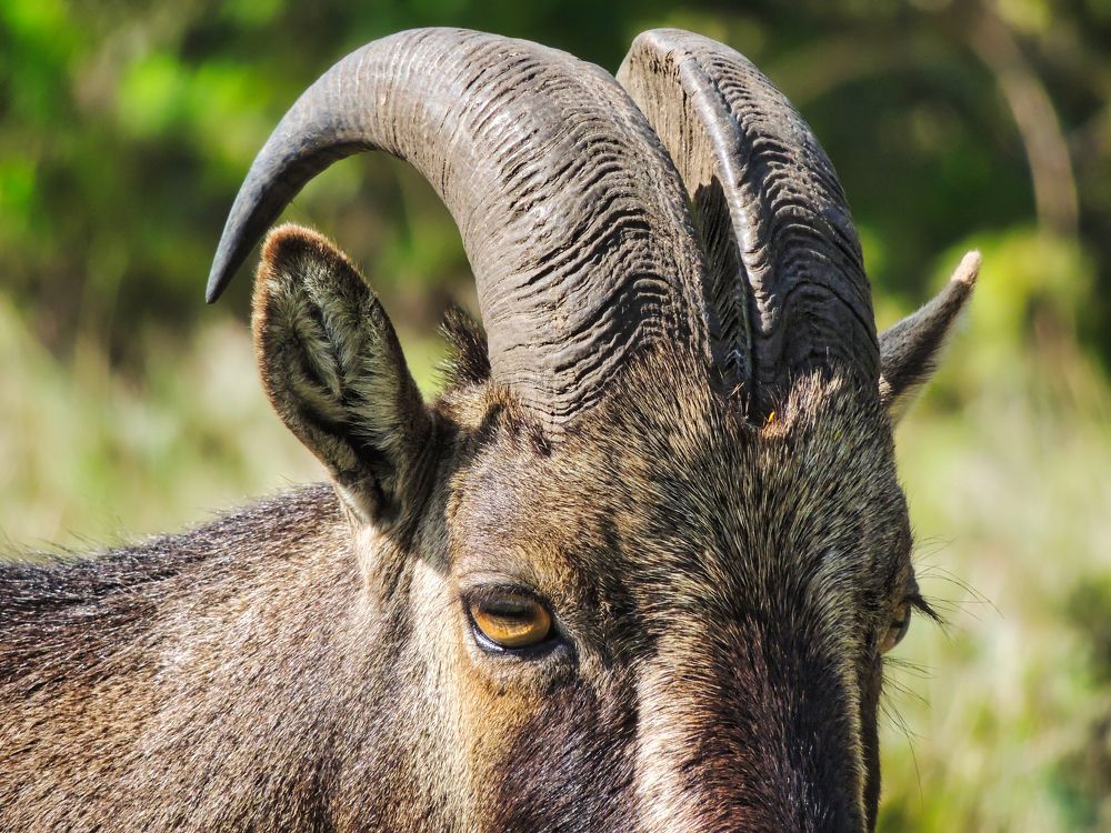 Nilgiri Tahr