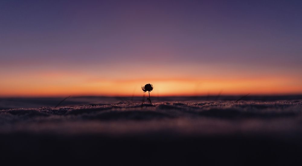 Северные цветы