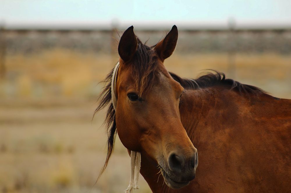Photograph by Ирина Шибитова