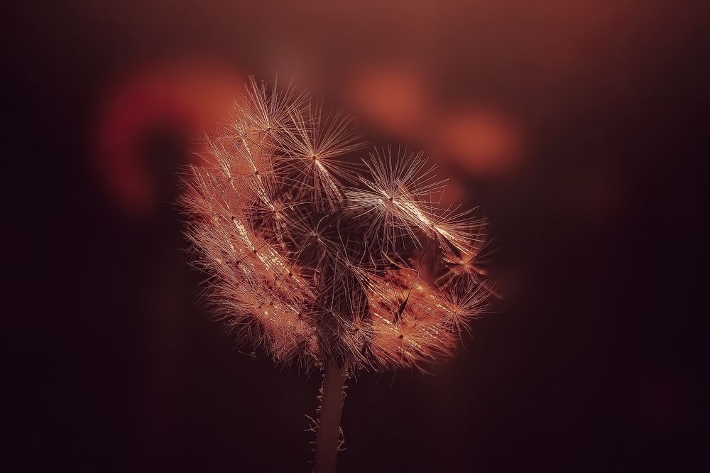 Photograph by Татьяна Бравая