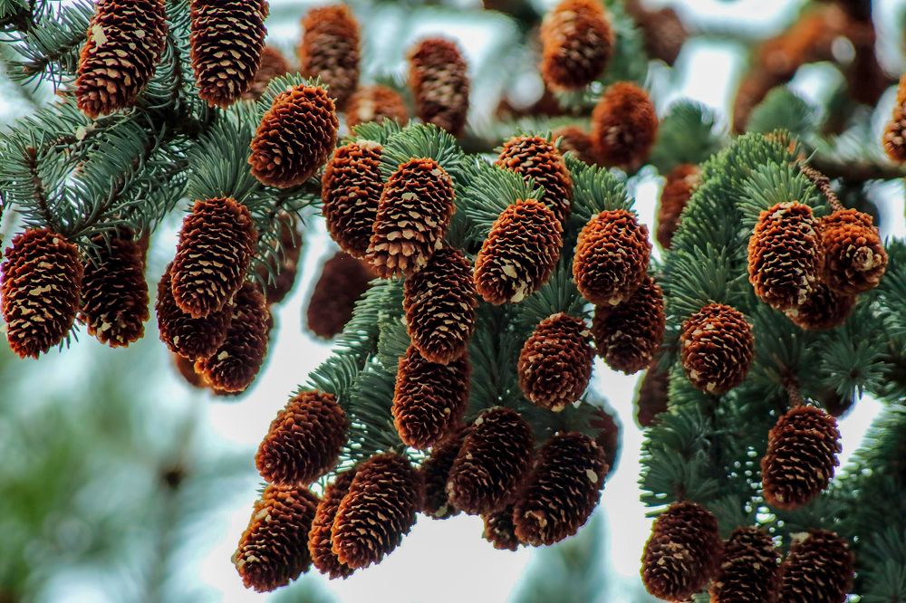 Photograph by Ирина Шибитова