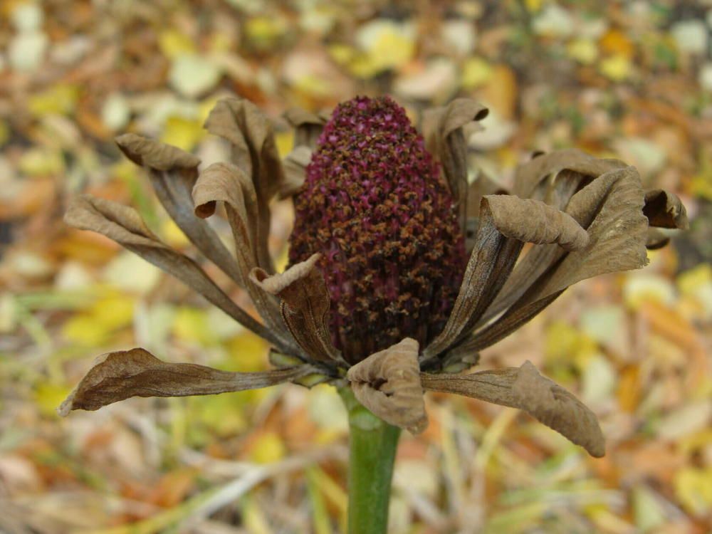 Фотография автора Павел Попов