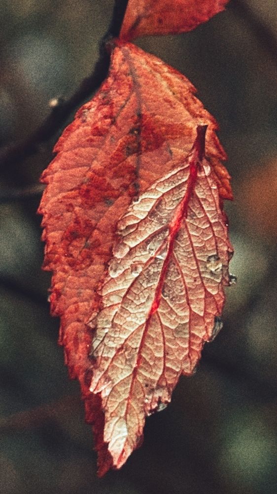 Photograph by Елена Гущина