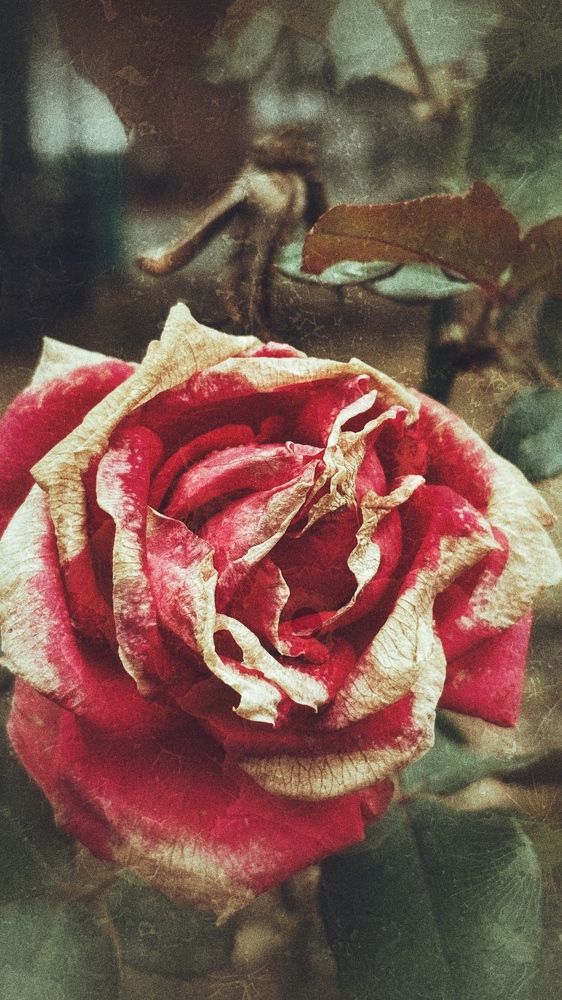 Photograph by Елена Гущина