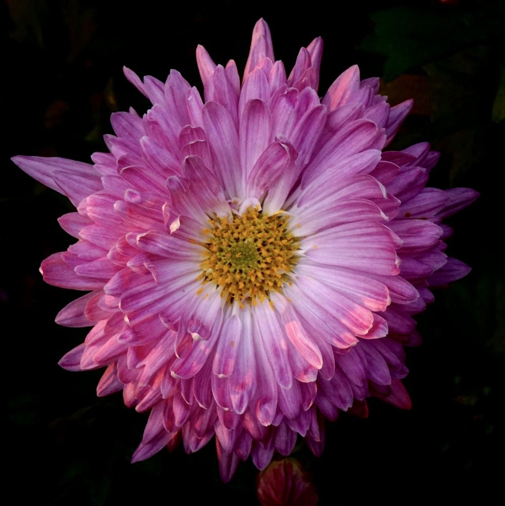 Фотография автора Washiful Majid