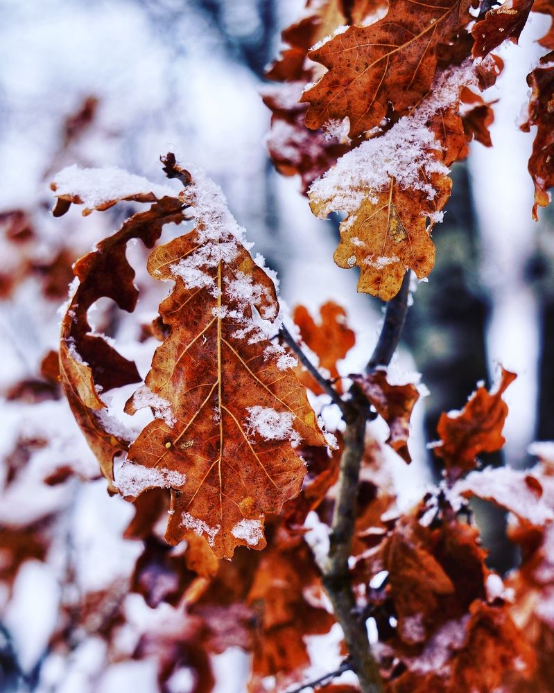 Photograph by Oksana Smorodina