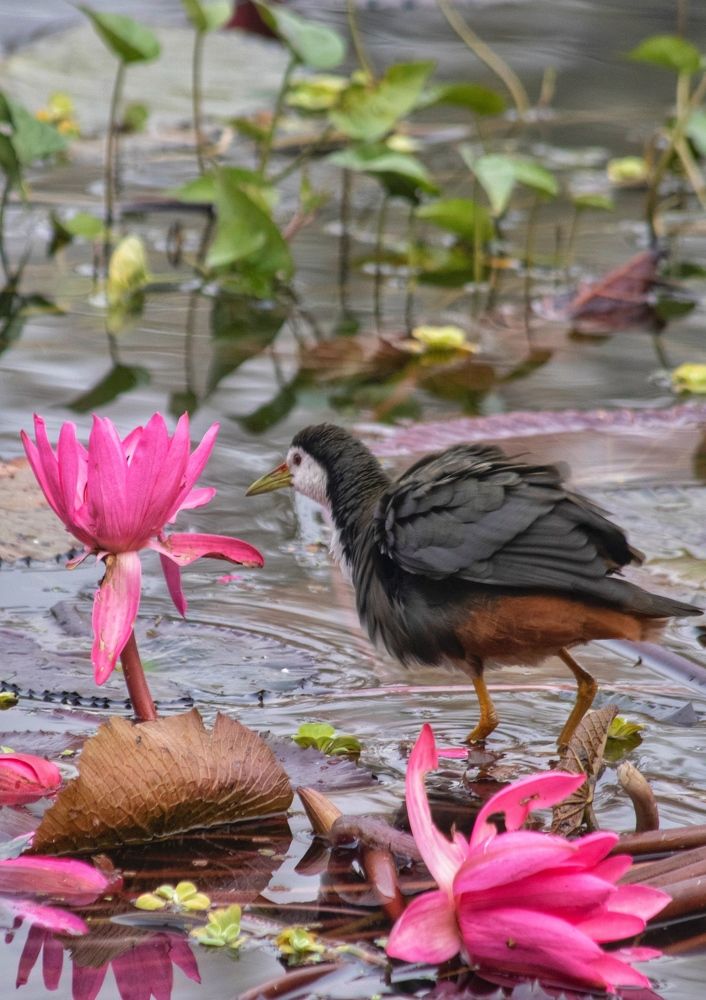 Фотография автора Washiful Majid