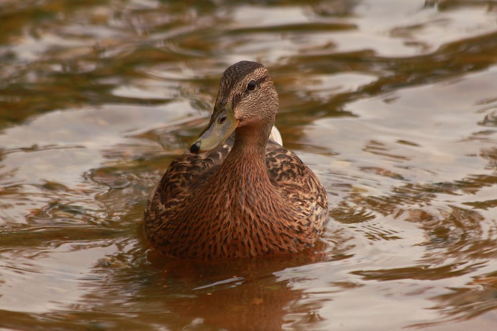 Photograph by Гагик Саркисян