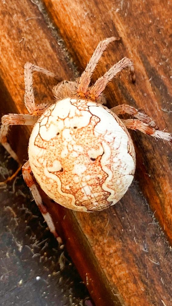 Photograph by Oksana Smorodina