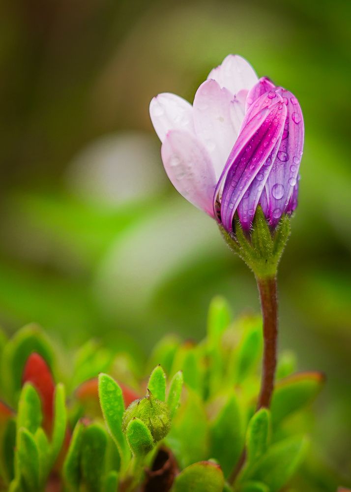 Photograph by kamran shirani