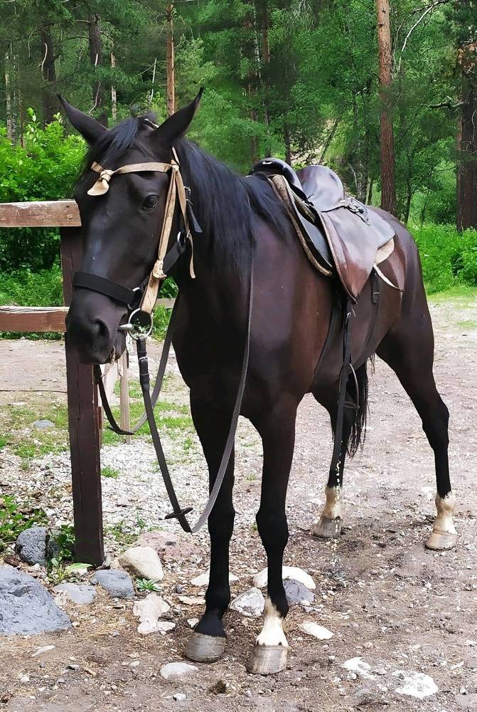 Гнедой конь