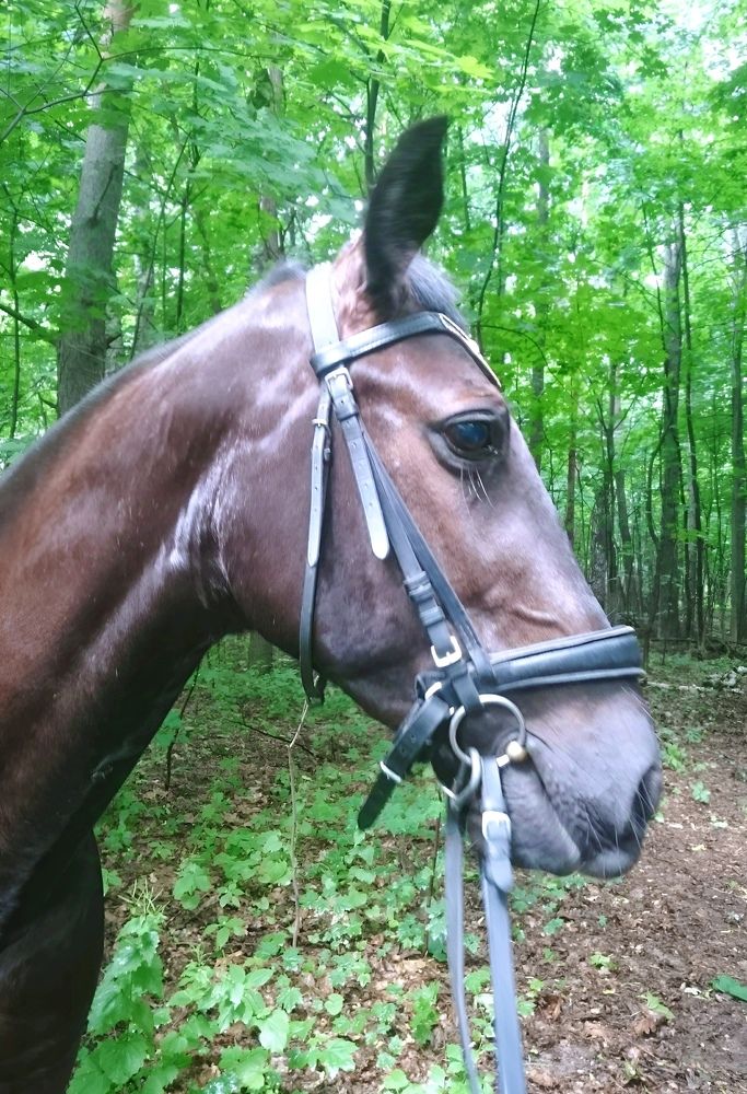 Верный друг