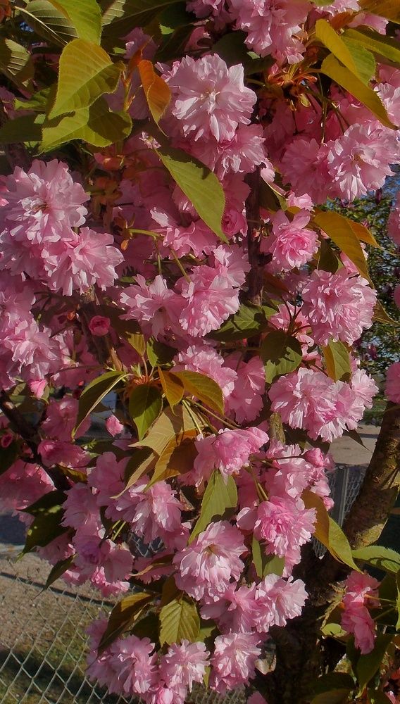 Photograph by Dragoslav Macanović