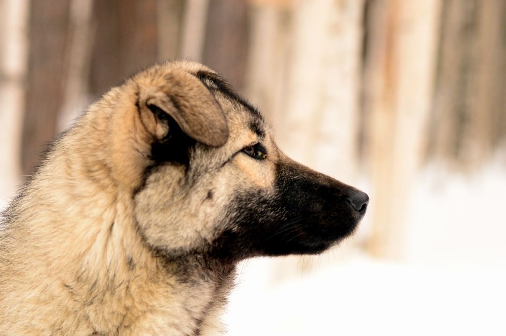 Photograph by Александр Никонофф