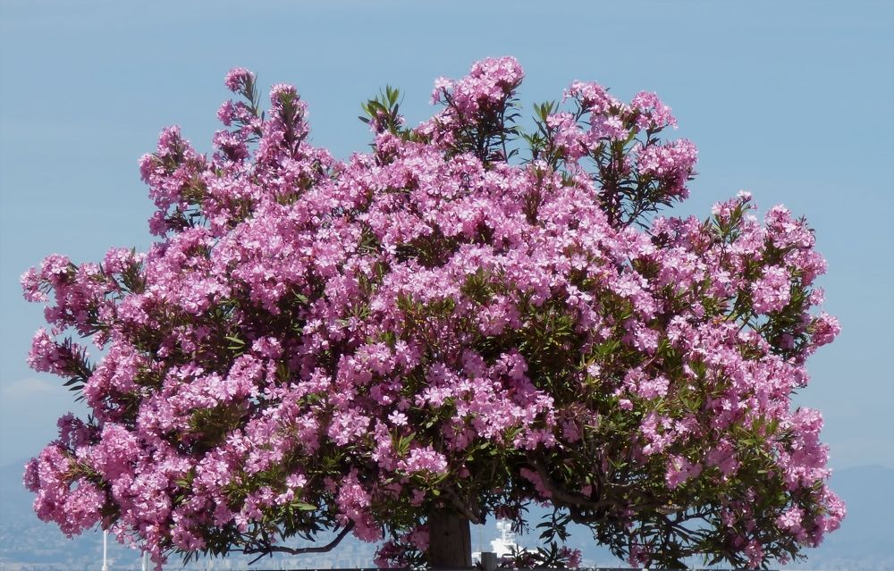 Photograph by Pjotr Alekseev