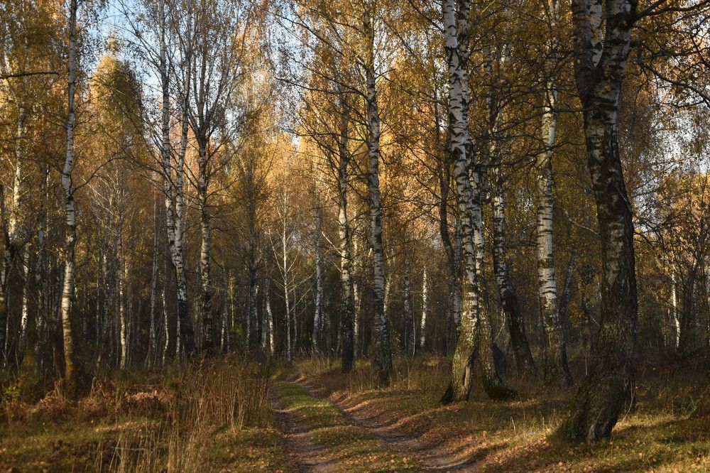 Photograph by Dimon Grinih