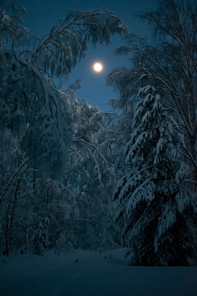 Лунный лес