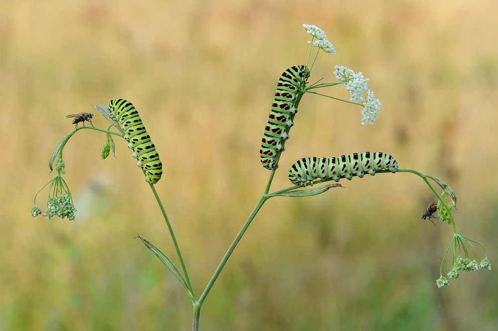 Обеденный перерыв.