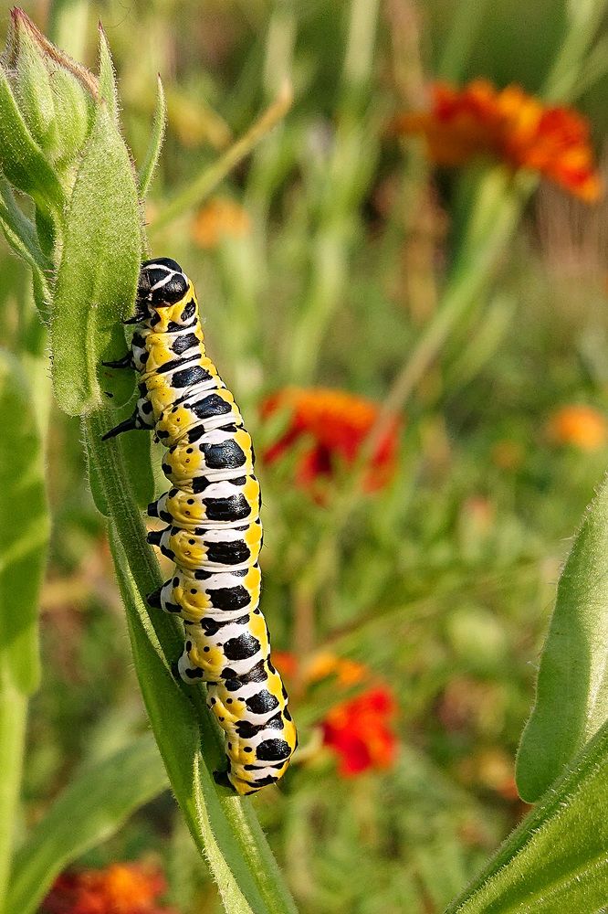 Всё выше и выше и выше...