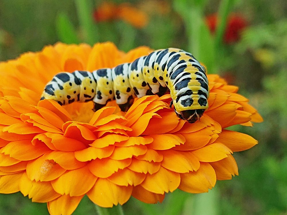 Я яркая, значит опасная...