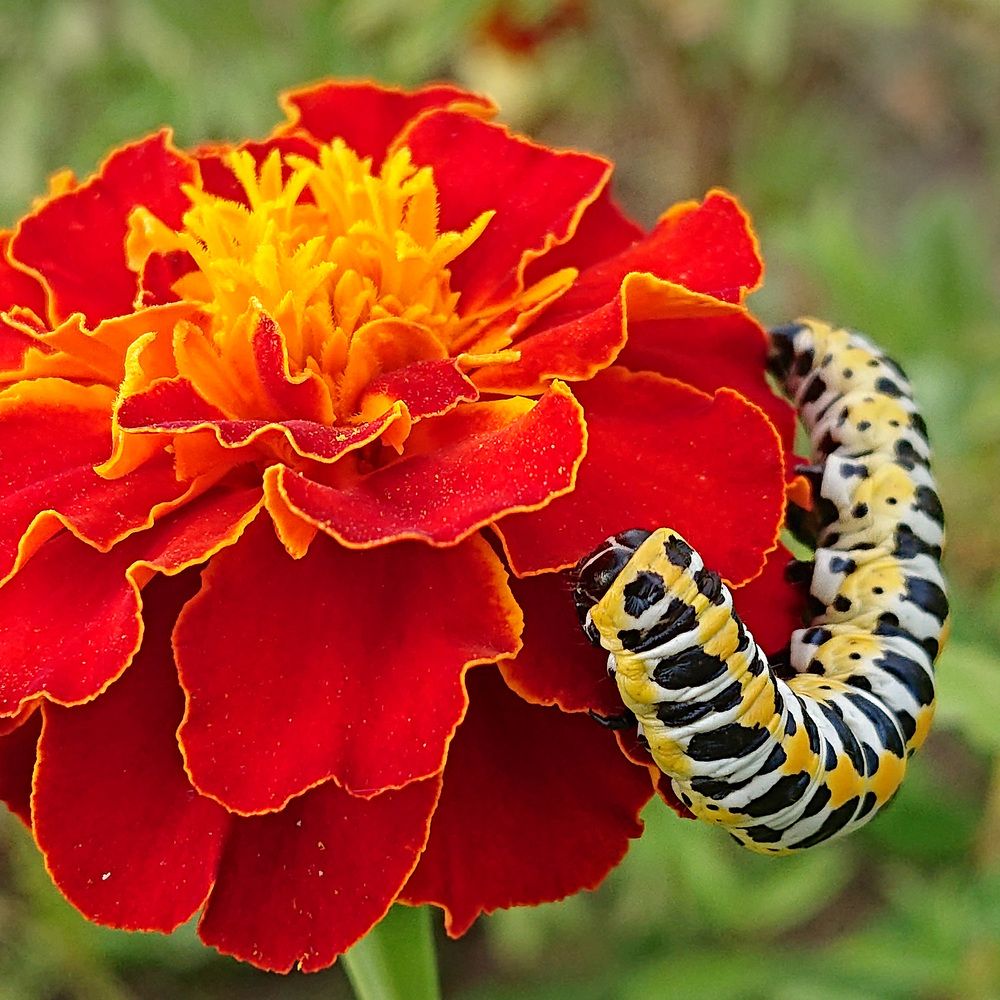 Маскировка не мой конёк...