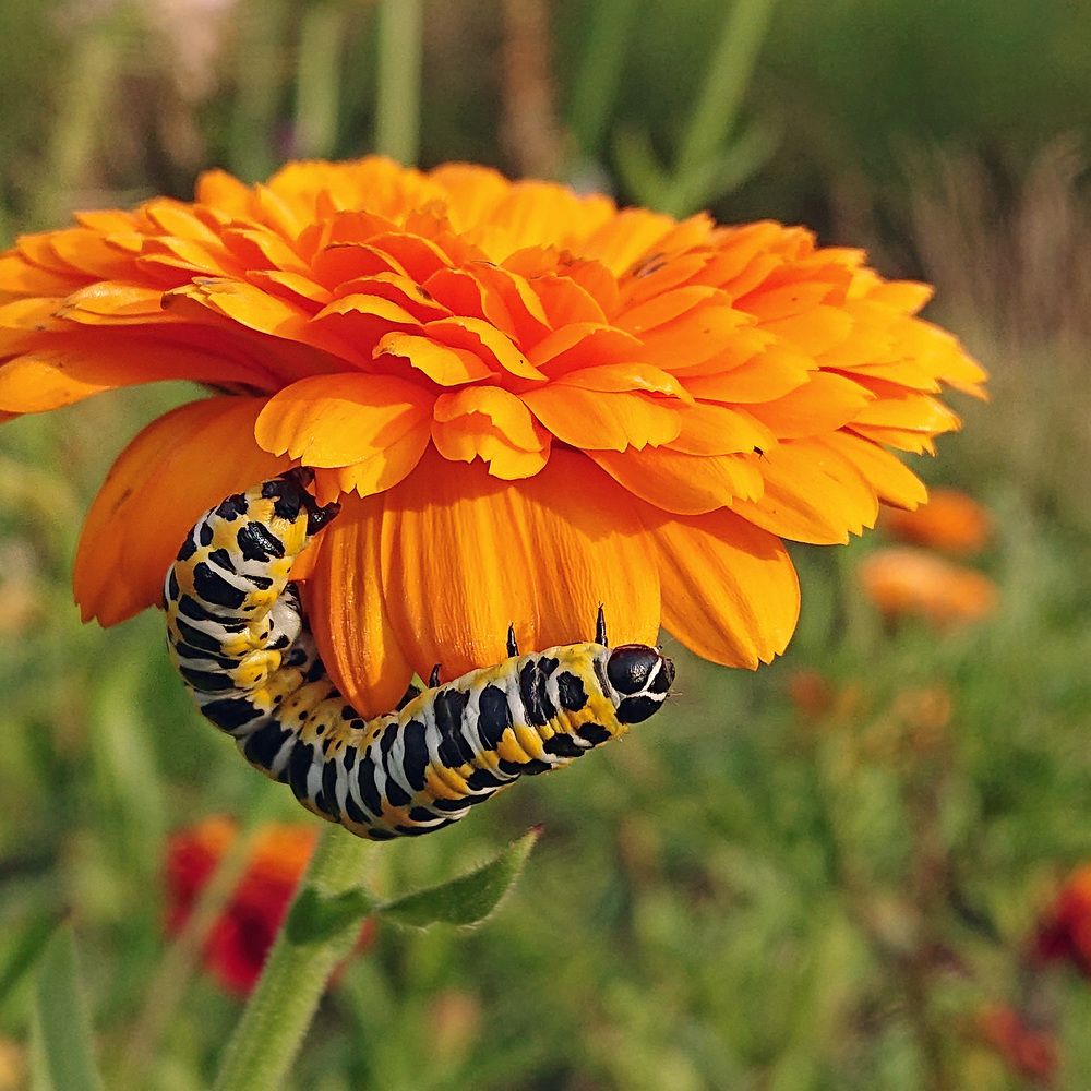 Я и вверх ногами могу...