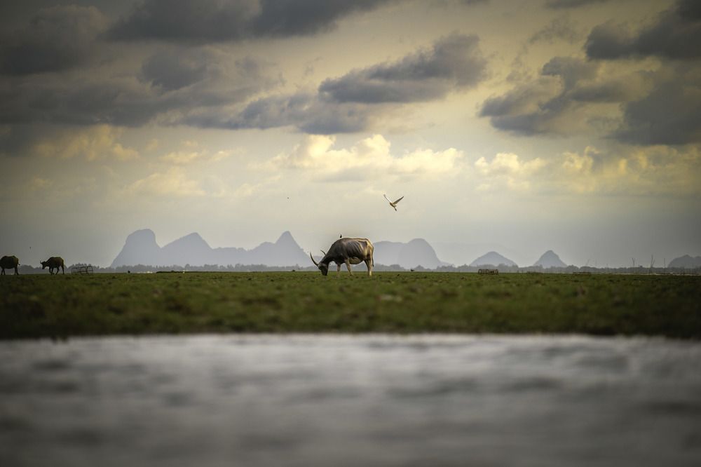 Photograph by Yh tee