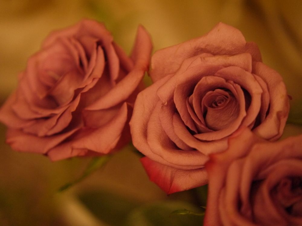 Photograph by Баженова Наталья