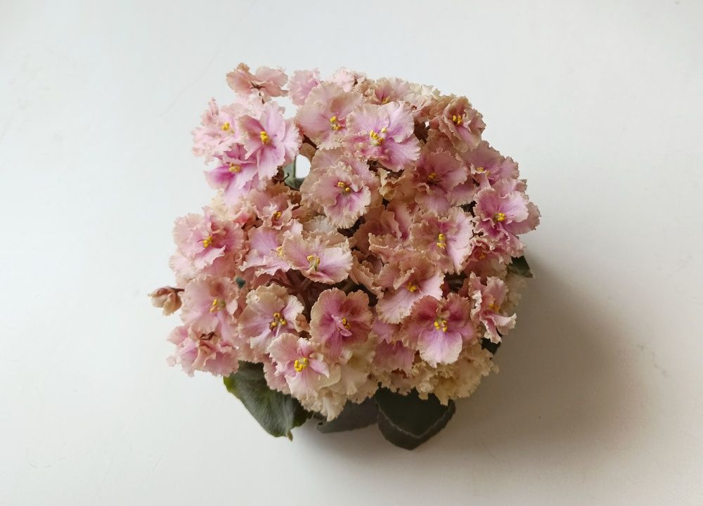 Фотография автора Ольга Кунакова