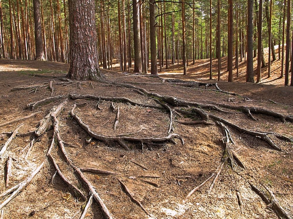 Корни жизни