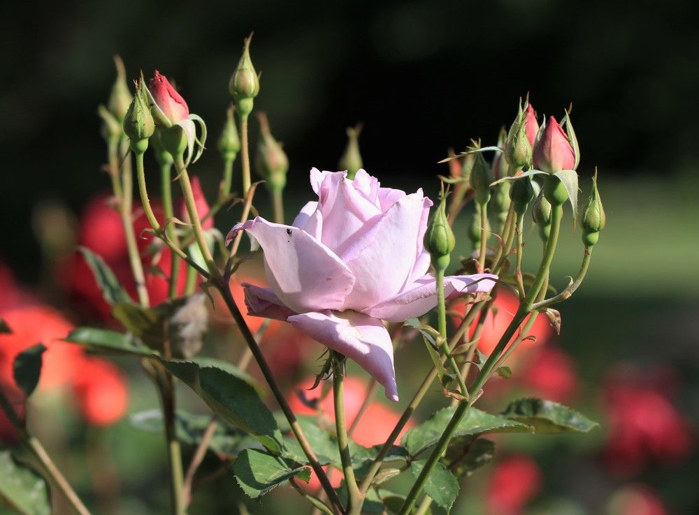 Photograph by Валентина Лопаткина