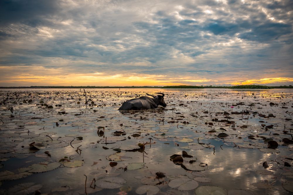 Photograph by Yh tee