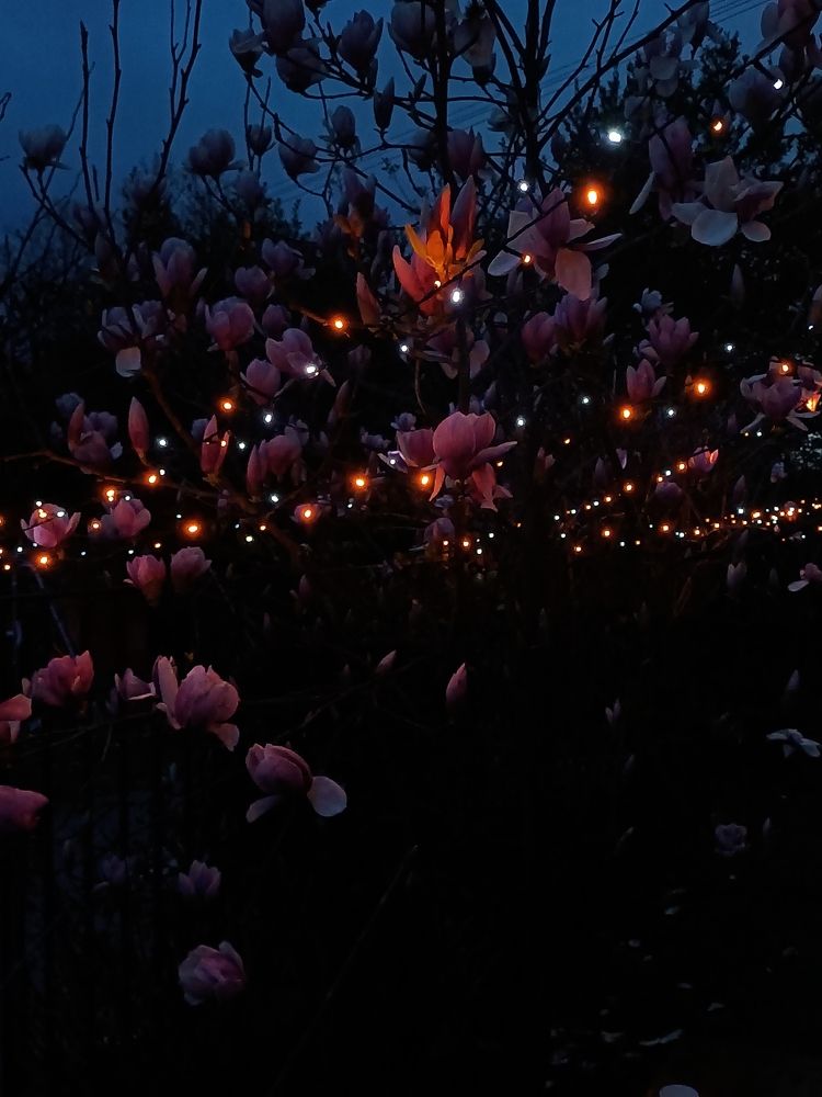 Photograph by Iryna Shyshkina