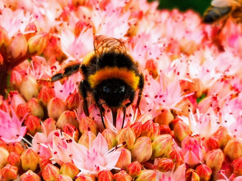 Фотография автора Ian Heard