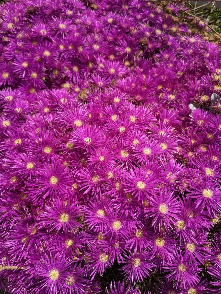 Фотография автора Ian Heard