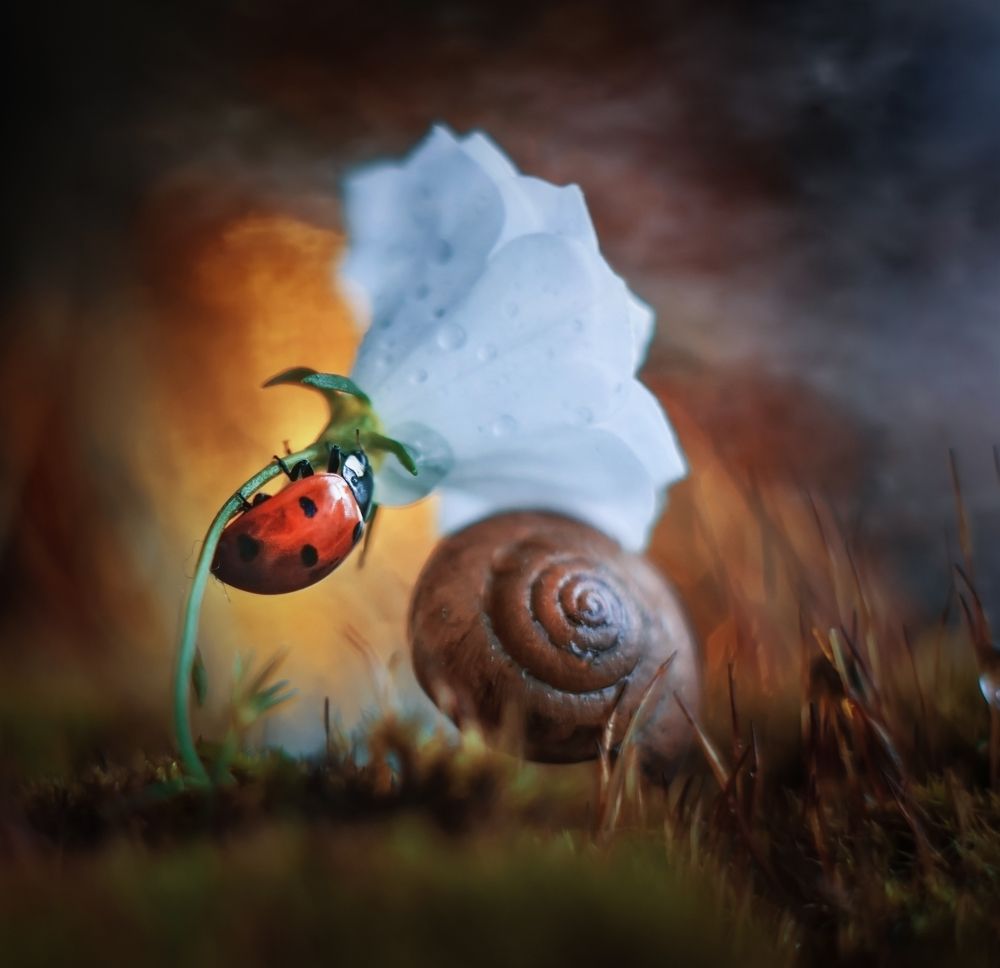 Photograph by Lapshina Vladlena