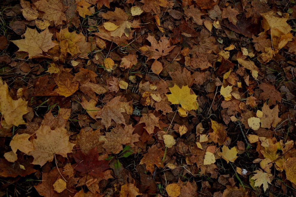 Photograph by Dimon Grinih