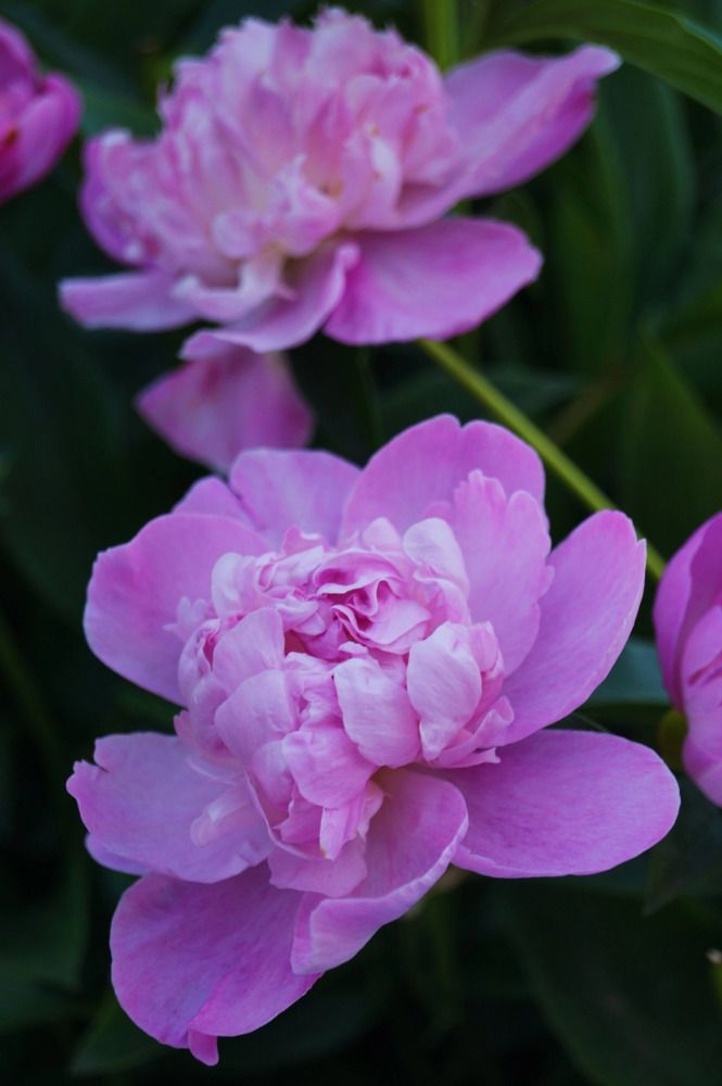 Photograph by Ирина Чувило