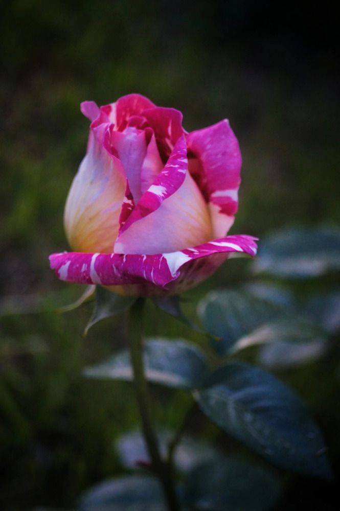Photograph by Ирина Чувило