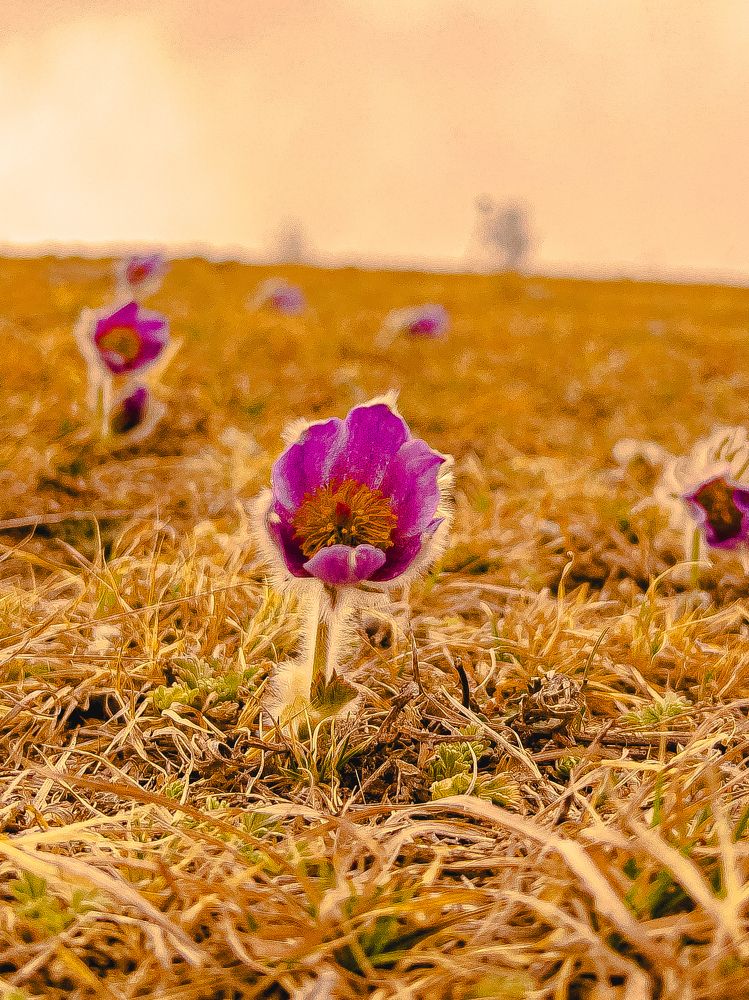 Photograph by Batsaikhan Badamdorj