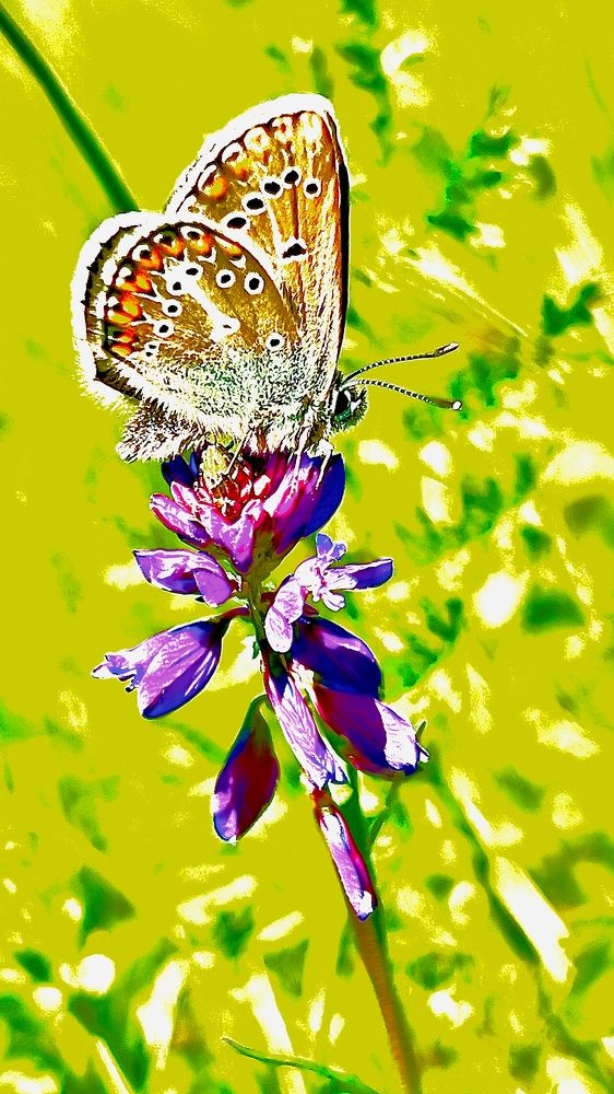 Photograph by Batsaikhan Badamdorj