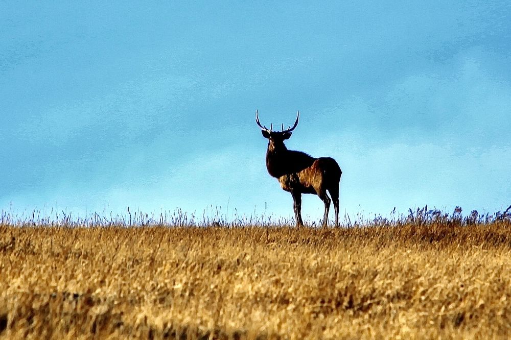 Photograph by Batsaikhan Badamdorj