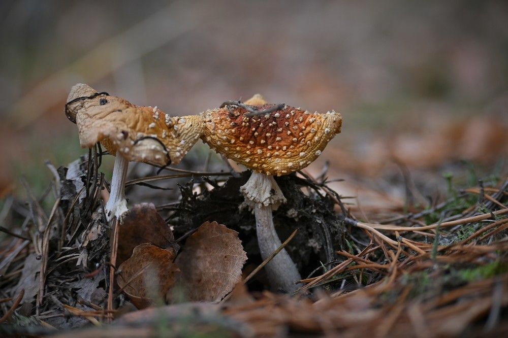 Фотография автора IRINA FILIPPOVA